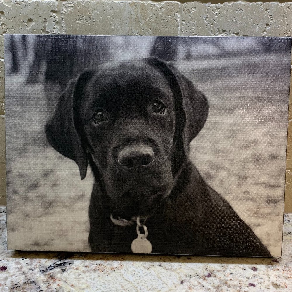 Black Lab puppy canvas artwork